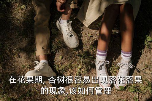 在花果期, 杏樹很容易出現(xiàn)落花落果的現(xiàn)象,該如何管理