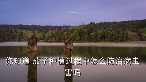 你知道 茄子種植過程中怎么防治病蟲害嗎