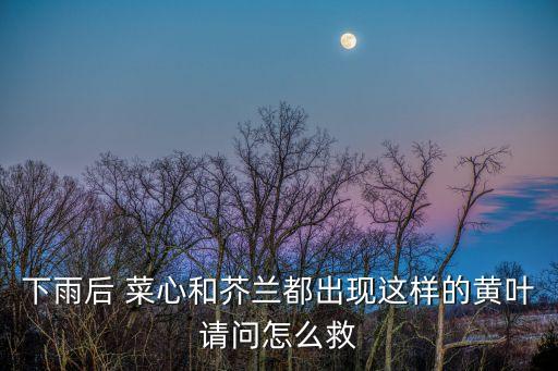 下雨后 菜心和芥蘭都出現(xiàn)這樣的黃葉請問怎么救