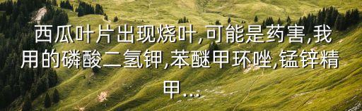 西瓜噴農藥有什么壞處,西瓜蟲用什么農藥比較好