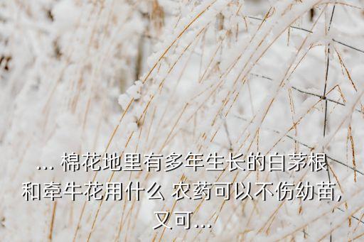 ... 棉花地里有多年生長(zhǎng)的白茅根和牽牛花用什么 農(nóng)藥可以不傷幼苗,又可...