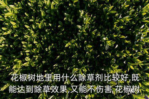 ,花椒樹一般需要打什么農藥