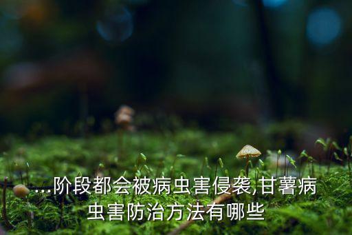 紅薯要噴什么農藥呢,紅薯發(fā)瘟用什么農藥