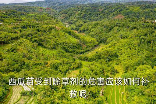  西瓜苗受到除草劑的危害應該如何補救呢