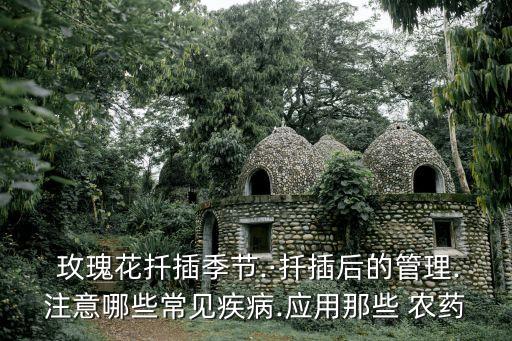 玫瑰花扦插季節(jié).·扦插后的管理.注意哪些常見(jiàn)疾病.應(yīng)用那些 農(nóng)藥