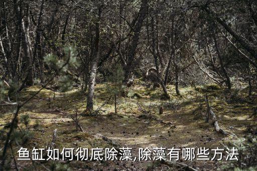 魚缸如何徹底除藻,除藻有哪些方法