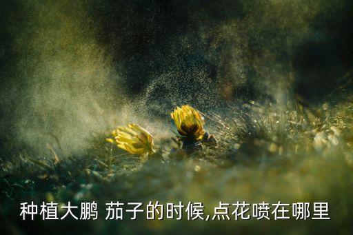 種植大鵬 茄子的時候,點花噴在哪里