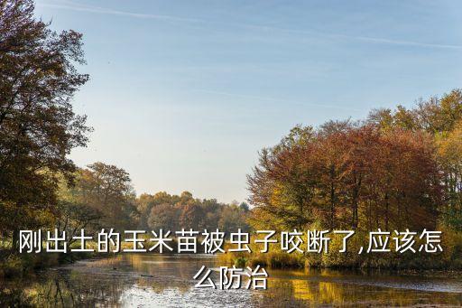 剛出土的玉米苗被蟲子咬斷了,應該怎么防治