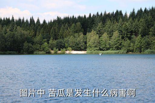 苦瓜用什么農藥最好,苦瓜打什么農藥會過敏