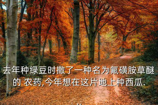 去年種綠豆時(shí)撒了一種名為氟磺胺草醚的 農(nóng)藥,今年想在這片地上種西瓜...