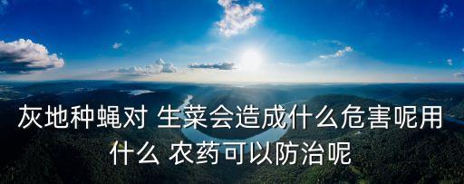 灰地種蠅對 生菜會造成什么危害呢用什么 農藥可以防治呢