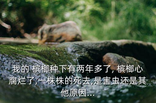 我的 檳榔種下有兩年多了, 檳榔心腐爛了,一株株的死去,是害蟲還是其他原因...