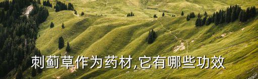 刺薊草作為藥材,它有哪些功效