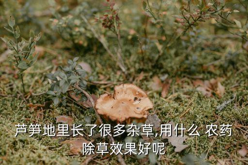 ,有什么農(nóng)藥可以滅野竹