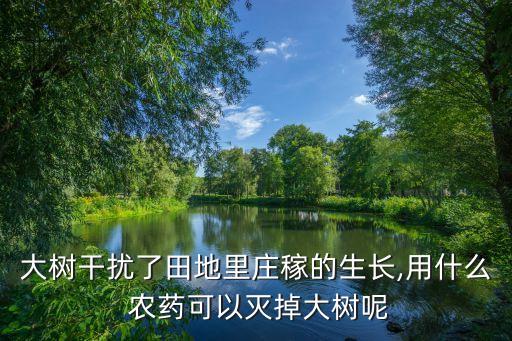 大樹干擾了田地里莊稼的生長,用什么 農藥可以滅掉大樹呢