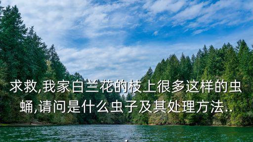 求救,我家白蘭花的枝上很多這樣的蟲蛹,請問是什么蟲子及其處理方法...