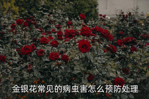 金銀花常見的病蟲害怎么預(yù)防處理