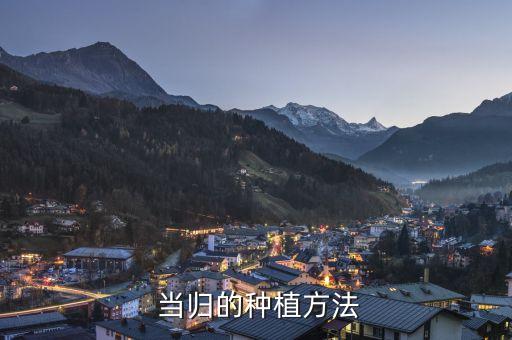 黃葉病打什么農藥,當歸苗黃葉用什么農藥