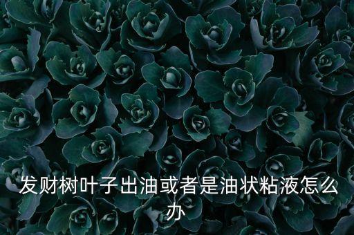 發財樹葉子出油或者是油狀粘液怎么辦