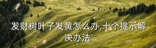 發財樹爛根用什么農藥