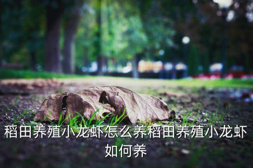 稻田養(yǎng)殖小龍蝦怎么養(yǎng)稻田養(yǎng)殖小龍蝦如何養(yǎng)