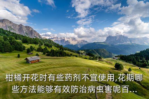 柑橘開花時有些藥劑不宜使用,花期哪些方法能夠有效防治病蟲害呢百...