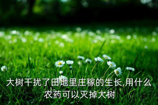 大樹干擾了田地里莊稼的生長,用什么 農藥可以滅掉大樹