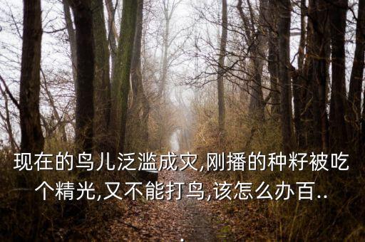 現(xiàn)在的鳥兒泛濫成災(zāi),剛播的種籽被吃個精光,又不能打鳥,該怎么辦百...