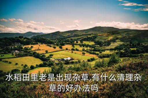 水稻田里老是出現雜草,有什么清理雜草的好辦法嗎