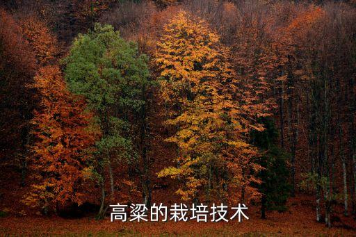 高粱的栽培技術