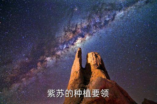 紫蘇的種植要領(lǐng)