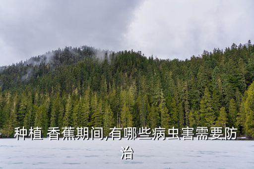 種植 香蕉期間,有哪些病蟲(chóng)害需要防治