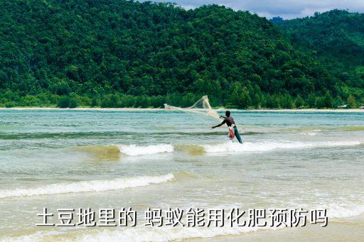 土豆地里的 螞蟻能用化肥預防嗎