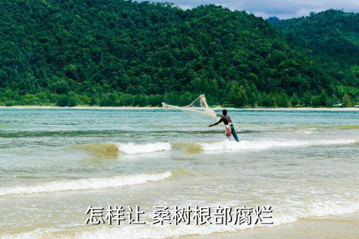 怎樣讓 桑樹根部腐爛