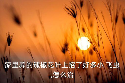 家里養的辣椒花葉上招了好多小 飛蟲,怎么治