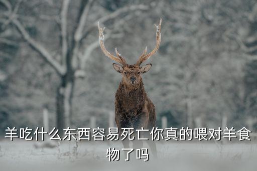 羊吃什么東西容易死亡你真的喂對羊食物了嗎