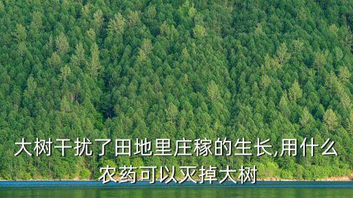 大樹干擾了田地里莊稼的生長,用什么 農藥可以滅掉大樹