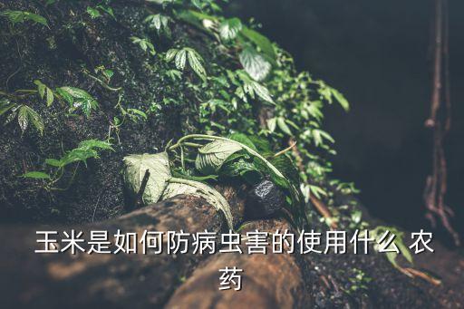 什么農(nóng)藥噴玉米好,玉米揚花期可以噴農(nóng)藥嗎?