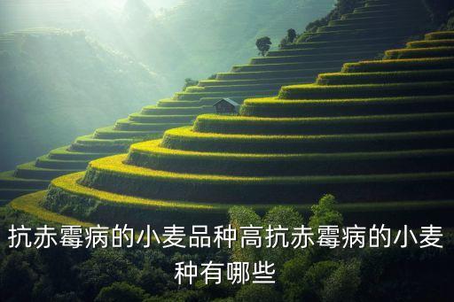 抗赤霉病的小麥品種高抗赤霉病的小麥種有哪些