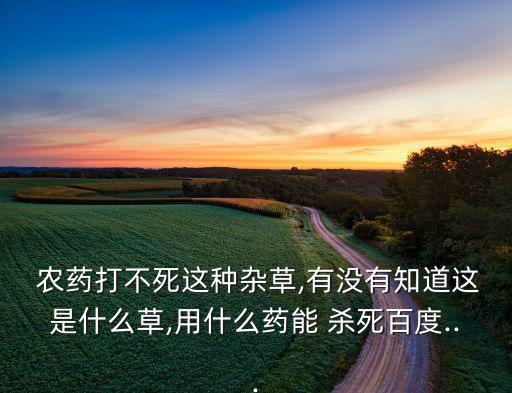 什么農藥能殺死馬子草蟲