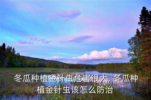 冬瓜種植金針蟲危害很大, 冬瓜種植金針蟲該怎么防治