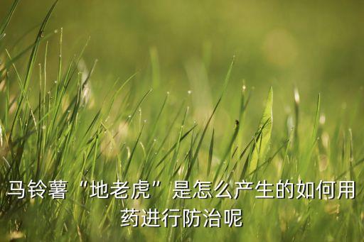 馬鈴薯“地老虎”是怎么產生的如何用藥進行防治呢