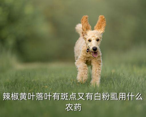 老虎姜黃葉打什么農(nóng)藥