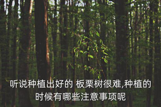 板栗樹(shù)吊針用什么農(nóng)藥