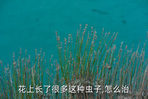花上長(zhǎng)了很多這種蟲子,怎么治