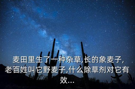 麥田禾草用什么農藥