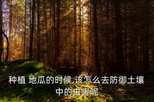 種植 地瓜的時候,該怎么去防御土壤中的蟲害呢