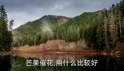 芒果催花,用什么比較好