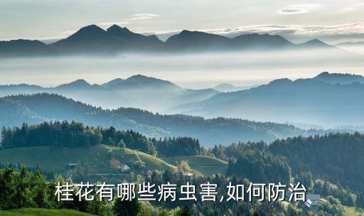 桂花有哪些病蟲害,如何防治