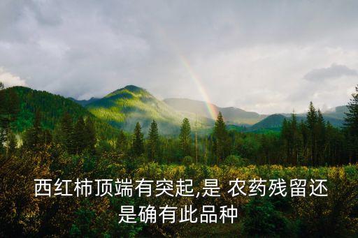 打了農藥的西紅柿什么樣,西紅柿會不會打農藥